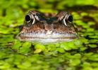 10 неща, които трябва да знаете, преди да създадете езерце за диви животни