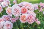 Цветно шоу на Челси 2019: Рози Дейвид Остин дебютира нови английски рози