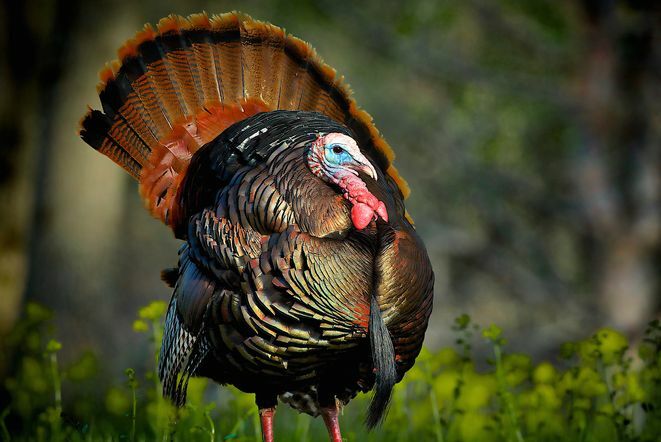 Забавни факти за Деня на благодарността - Бенджамин Франклин Турция Национална птица