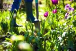 Монти Дон: „Ние градим, за да подхранваме душите си“, шоу за цветя на Челси