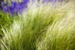Най-лесните треви за отглеждане във вашата градина