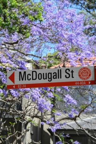 Туристите се стичат до предградията на Сидни, за да видят дървета Джакаранда в пълен разцвет