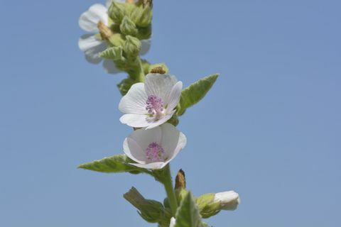 Растение за блатна малина - синьо небе