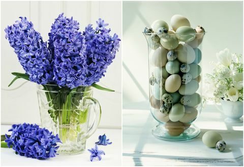 Хиацинт (Hyacinthus) „Синьо танго“ в стъклена ваза, март и великденски яйца в стъклена ваза