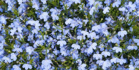лехи, синьо кардинално цвете lobelia cardinalis