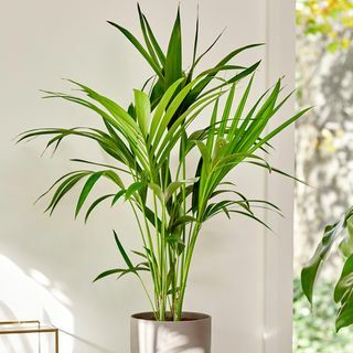 80 см Kentia Palm - Howea Forsteriana