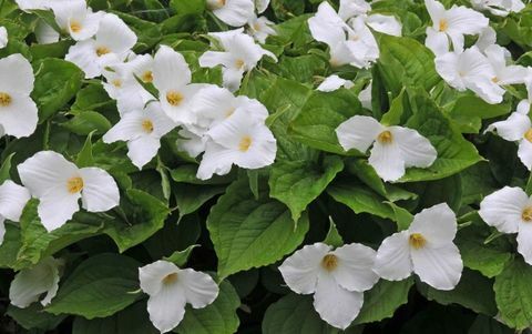 тропически растения-Trillium-grandiflorum