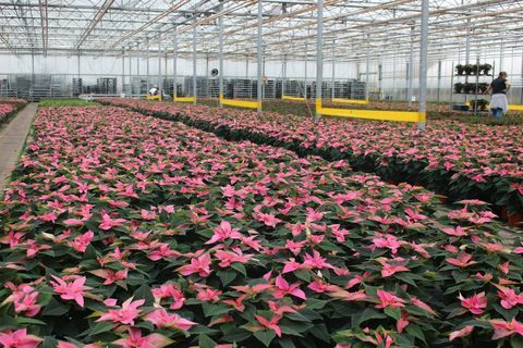 Градински центрове Wyevale стартират изключителна розова poinsettia