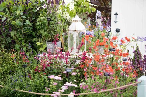 RHS Chatsworth Flower Show 2017 днес (вторник, 6 юни 2017 г.) Разсадници в Мидълтън