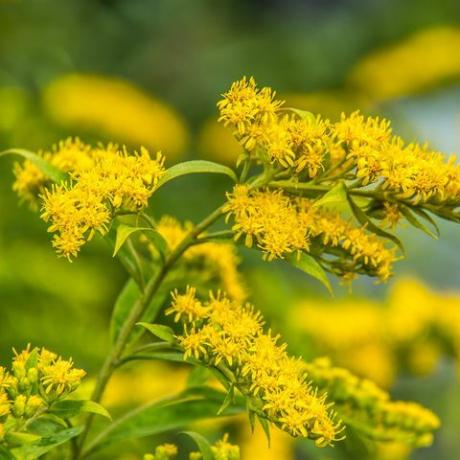 solidago canadensis канадски златист жълто лято цветя лечебно растение