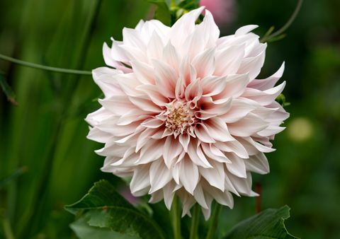 dahlia ‘cafe au lait’ растение, отглеждащо се в лятната градина на вилата