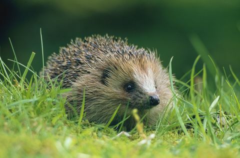 Таралеж (Erinaceus europaeus) на зелена трева в шотландската провинция