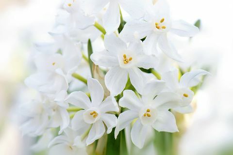 „Хартиени бели“ нарциси - Narcissus panizzianus white Пролетни цъфтящи нарциси