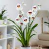 Продажбите на орхидеи нарастват при Waitrose & Partners