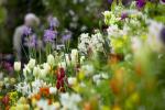 Тайният съвет RHS Flower show градинарите използват, за да накарат цветята си да цъфтят по команда