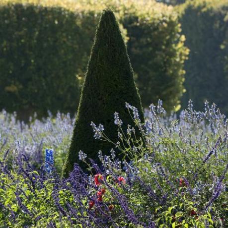 подрязани конусовидни тисови дървета taxus и лавандула lavandula, Франция