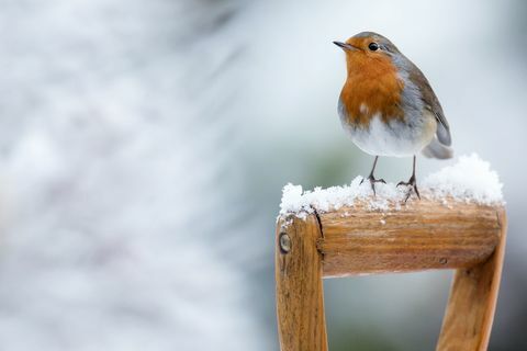 Робин в зимен сняг - седнал на дръжка с лопата