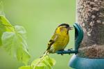 Как да поддържате хранилките си за градински птици чисти, за да спрете разпространението на болести по птиците