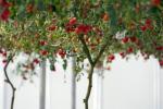 Рекордното домати дърво на Дисни е гледка за гледане