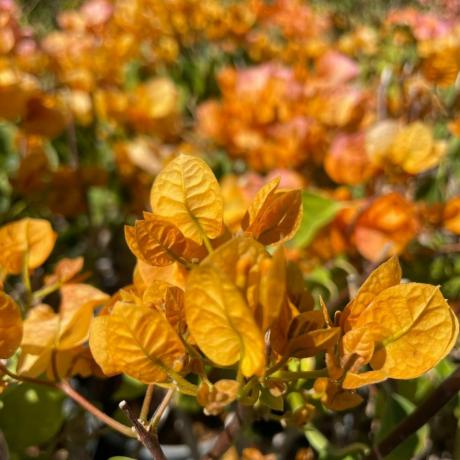 Жълта сянка Bougainvillea Vine