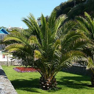 Phoenix canariensis 'Canary Island Date Palm'