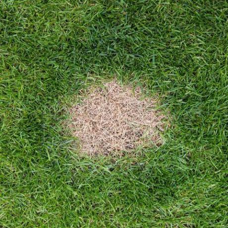 гледам надолу отгоре към кафяво и мъртво парче трева, причинено от прекомерните количества азот в кучешката урина с място за копиране