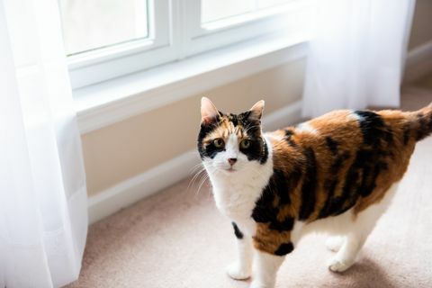 Лице на женска калико котка, гледащо до прозореца на пода на килима на спалнята и завесите