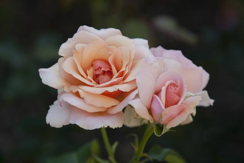 Розови рози в градината на Мерик Роуз