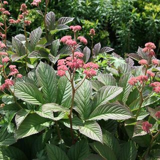 Rodgersia pinnata 'Superba'