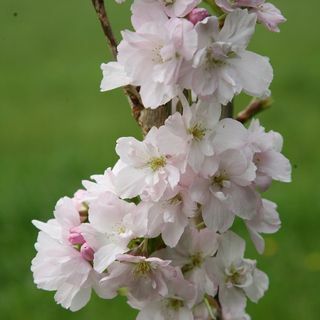 Prunus 'Amanogawa' Японска цъфтяща череша