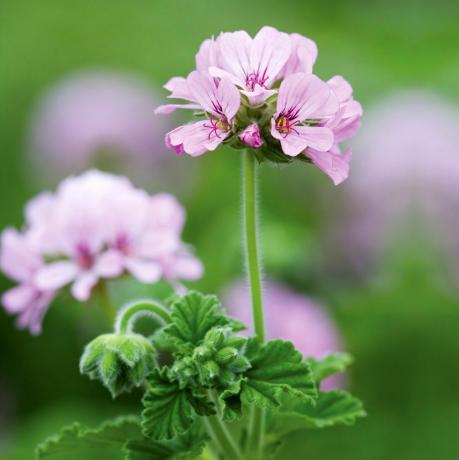 Pelargonium 