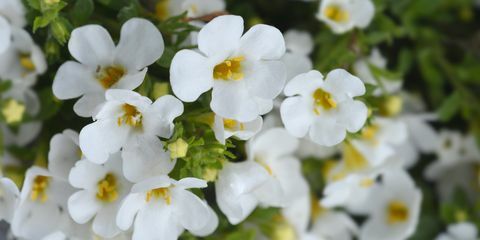 декоративни цветя бакопа латинско име chaenostoma cordatum