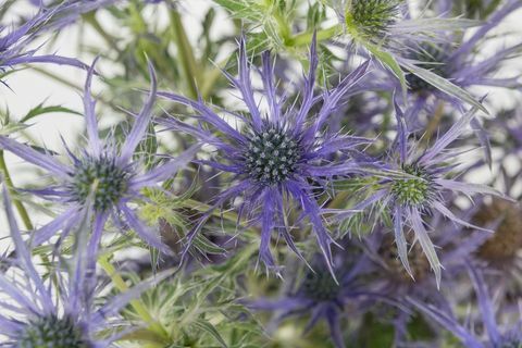 Eryngium 'Blue Waves' - Шоуто на цветята на Челси - растение на подгласничката на 2018 година