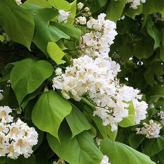 Catalpa bungei Индийски боб джудже