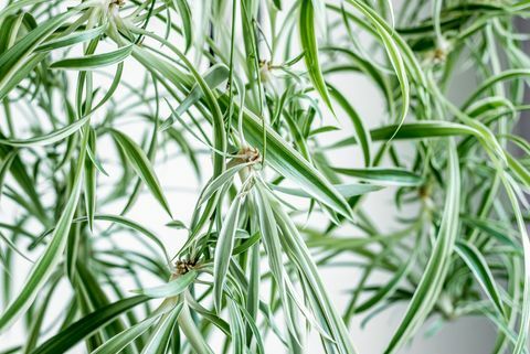 Абстрактна текстурирана снимка на бебешки паякови растения, висящи от майчиното растение