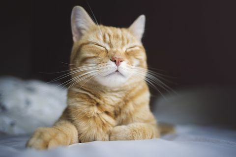 Щастлива спяща джинджифилова котка