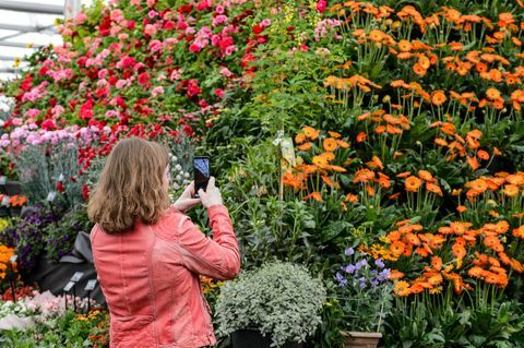 bbc gardeners world live 2019 флорална шатра участник, снимащ пирамидата на растенията