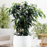 Ficus benjamina