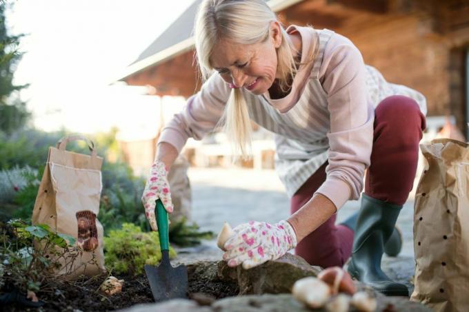 старша жена засажда луковици на открито в есенна градина, концепция за градинарство