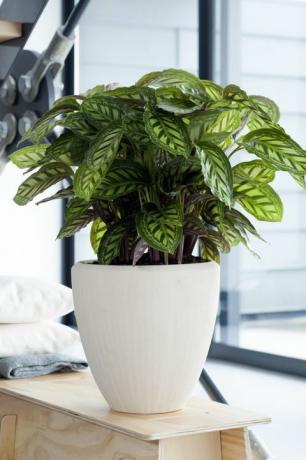 Градински центрове Wyevale Calathea, £ 14.99