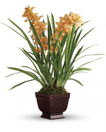 оранжева орхидея цимбидий