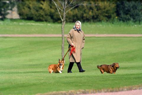 Кралица Елизабет II разхожда кучетата си в замъка Уиндзор