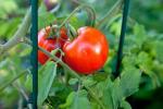 Аспиринът предотвратява появата на светлина в доматите