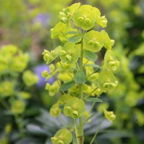 Euphorbia amygdaloides