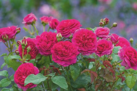 Дейвид Остин Роуз ще представи две нови сортове английска роза на изложбата на цветя RHS Chelsea