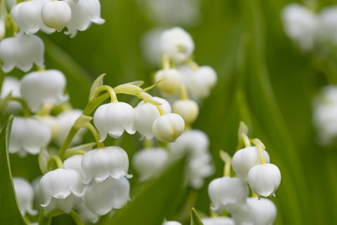 Момина сълза (Convallaria majalis)