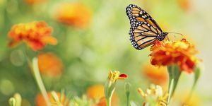 Пеперуда монарх върху невен цвете