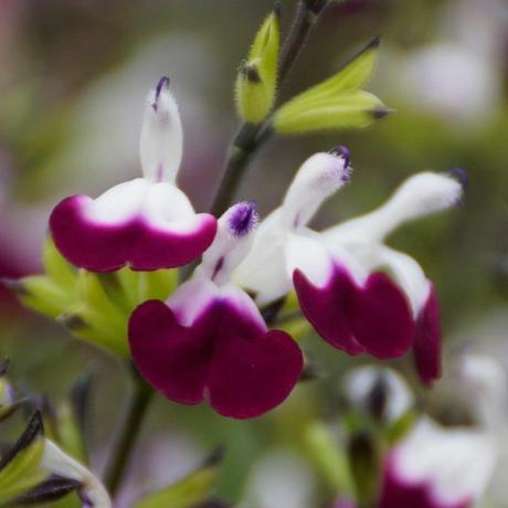 Salvia Amethyst Lips (