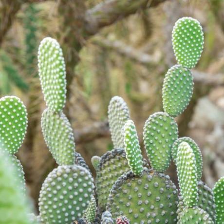 opuntia microdasys albida кактус в кактусова градина, наричан още ангелски крила, зайче уши кактус, зайче кактус или кактус на точки