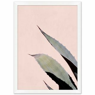 Agave Plant II